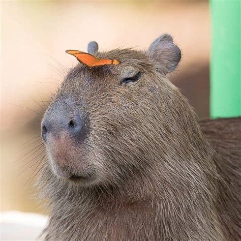 Can You Buy a Capybara as a Pet? And Why Do They Look Like They Know All Your Secrets?