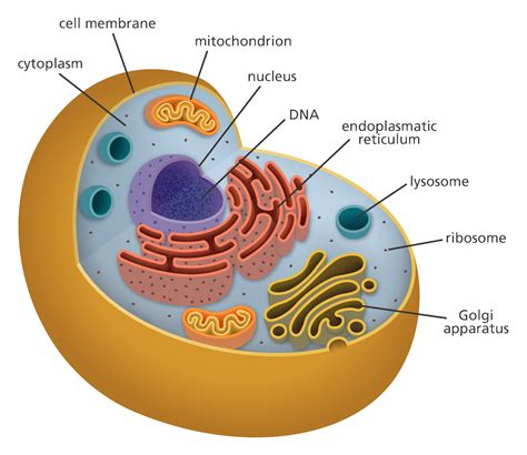 Do Animal Cells Have Chlorophyll: A Journey Through the Absurd and the Scientific