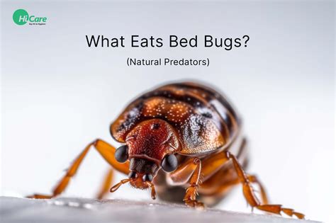 What Animal Eats Bed Bugs: Exploring the Unlikely Predators and Their Curious Habits