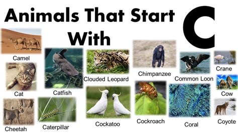 What Animal Starts with C: A Journey Through the Curious and the Captivating