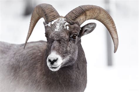 What is an Aries Spirit Animal? Exploring the Fiery Essence of the Ram