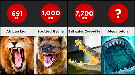 Which Animal Has the Strongest Bite: And Why It Might Not Matter in a World of Quantum Butterflies